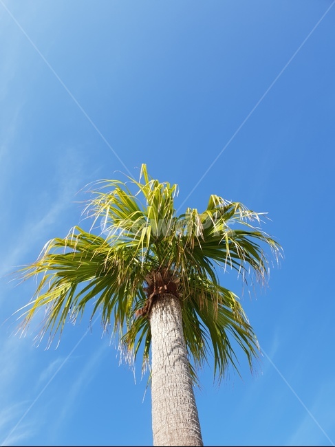 하늘,야자수,나무,여름,tree,summer