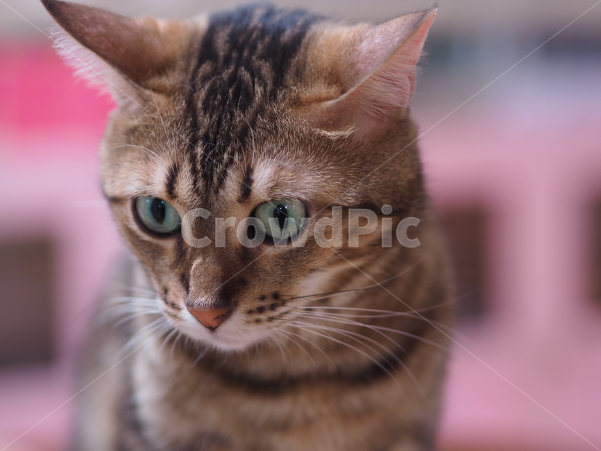 고양이,반려동물,반려묘,애묘,동물,애완동물,cat,kitty,animal,mammal,kitten,귀여움,집사,야옹이,냥,냥이,아메리칸숏헤어,아메숏,동물,animal,포유류,mammal,고양이,cat,kitten,kitty