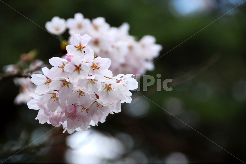 일본,봄,닛코,벚꽃,사쿠라,클로즈업,봄,계절,spring,season,식물,자연,plants,nature,꽃,flower,plant