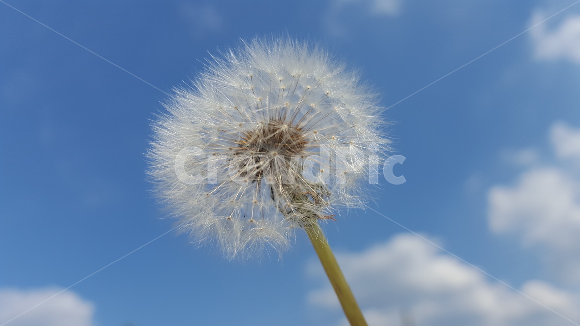 민들레,자연,꽃씨앗,하늘,씨앗,식물,자연,plants,nature,꽃,flower