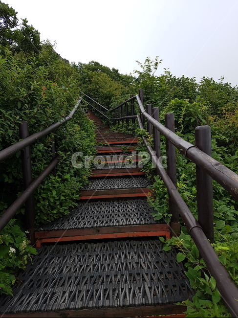 산,나무,정상,계단,목표