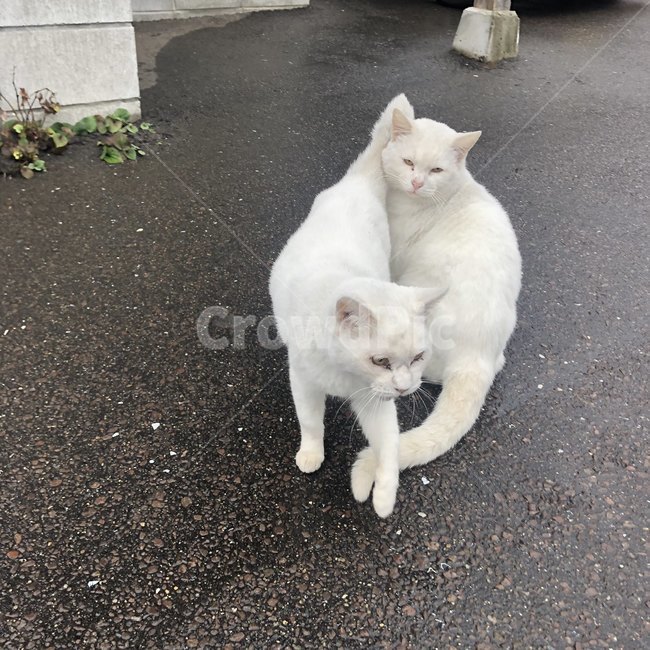 cat,고양이,pet,mammal,animal,포유류,동물,animal,포유류,mammal,고양이,cat,kitten,kitty