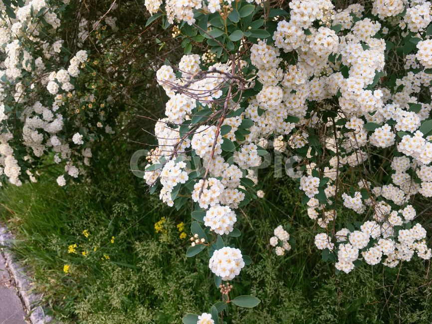 plant,식물,flower,꽃,blossom,식물,자연,plants,nature,꽃,flower