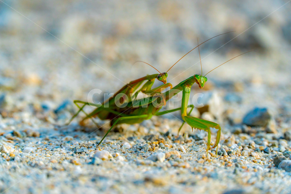 사마귀,커플,곤충,녹색,mantis,couple,praying,생태계,환경,벌레,곤충,벌레,insect,bug