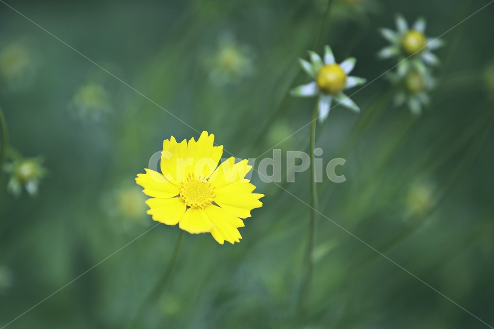 금계국,국화,goldenwave,들꽃,야생화,식물,자연,plants,nature,꽃,flower