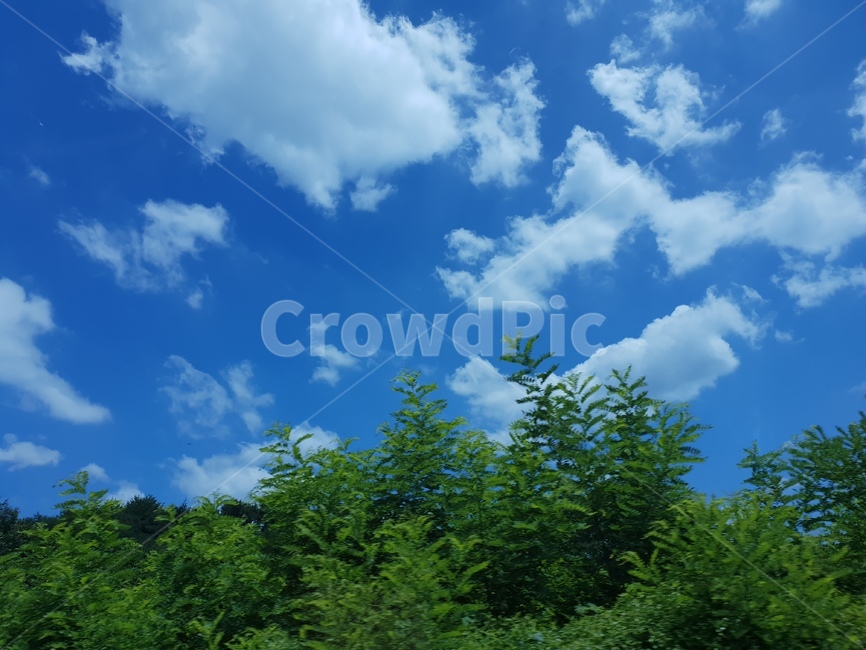 구름,하늘,나무,여름,녹색,파랑