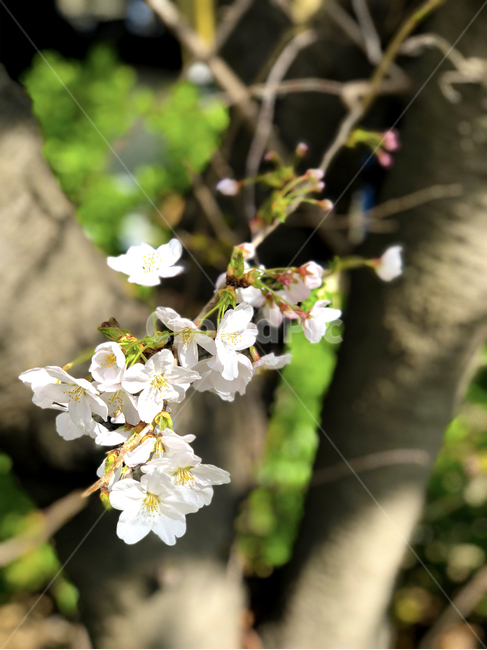 벚꽃,나무,봄,꽃,꽃봉오리,봄,계절,spring,season,식물,자연,plants,nature,꽃,flower,plant