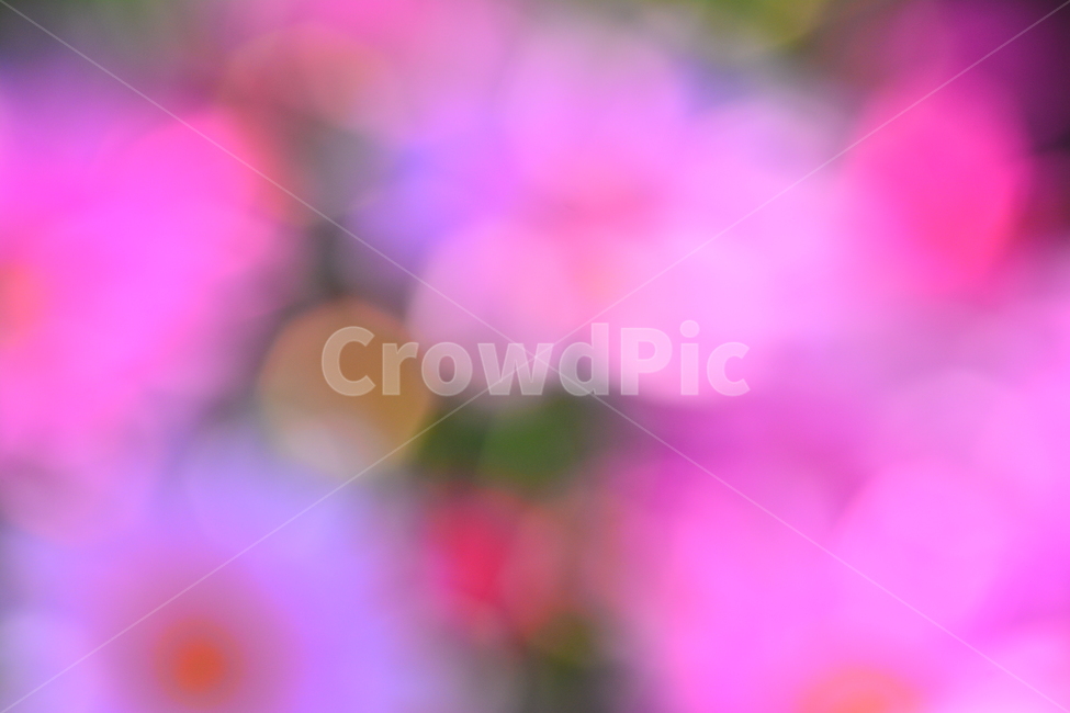 봄,봄이미지,꽃,봄꽃,배경,바탕화면,백그라운드,아웃포커스,배경화면,색감,칼라풀,colorful,flowers,background,몽환적,dreamy,꿈,아름다운,뷰티풀,카다로그,광고,디자인소스,그래픽소스,beautifulcolor,채도,색상,pink,분홍색,파스텔톤,노랑,보라,퍼플,purple,violet,yellow,red,빨강,녹색,그린,봄,계절,spring,season,감성,sensible,feeling,색깔,색상,색채,색감,color sense,color sensitivity,feeling of color,plant,식물