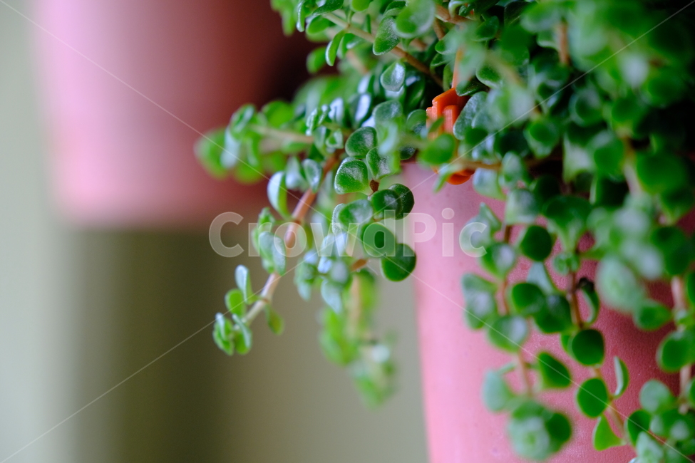 식물,plant,화분,행잉식물,배경화면