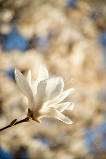 목련,봄꽃,목련꽃,꽃흐림,하얀꽃,봄,계절,spring,season,식물,자연,plants,nature,꽃,flower,plant,blossom,petal,꽃잎