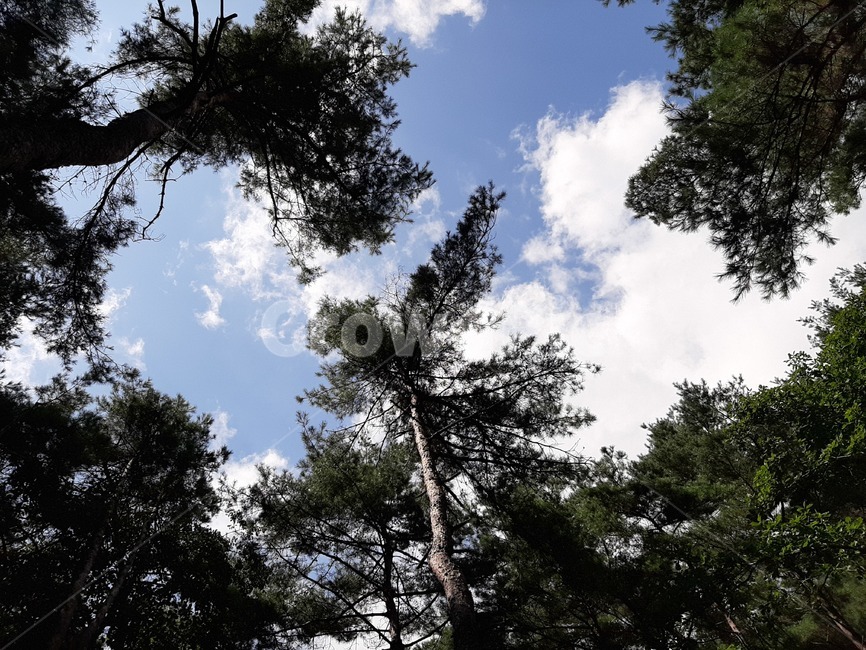 구름,산,nature,자연,cloud,sky,하늘,나무,식물,자연,풍경,nature,landscape,식물,plants,나무,trees,wood,tree,plant,fir,전나무