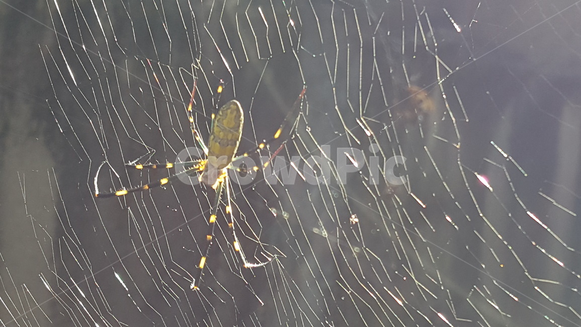 거미,거미줄,spider,동물,inserct,곤충