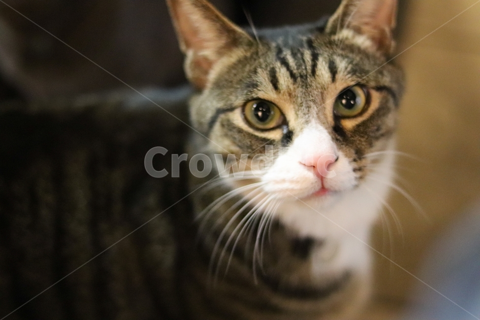 고양이,동물,색감,감성,얼굴,동물,animal,포유류,mammal,고양이,cat,kitten,kitty
