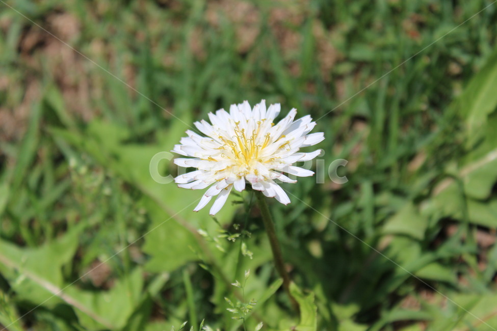흰민들레,민들레,식물,꽃,plant,flower,식물,자연,plants,nature,꽃,flower