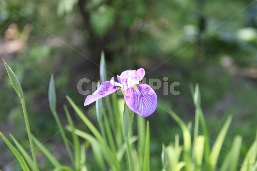 orris,orrisroot,수목원,자연,꽃,beautiful,violet,green,focus,식물,자연,plants,nature,꽃,flower