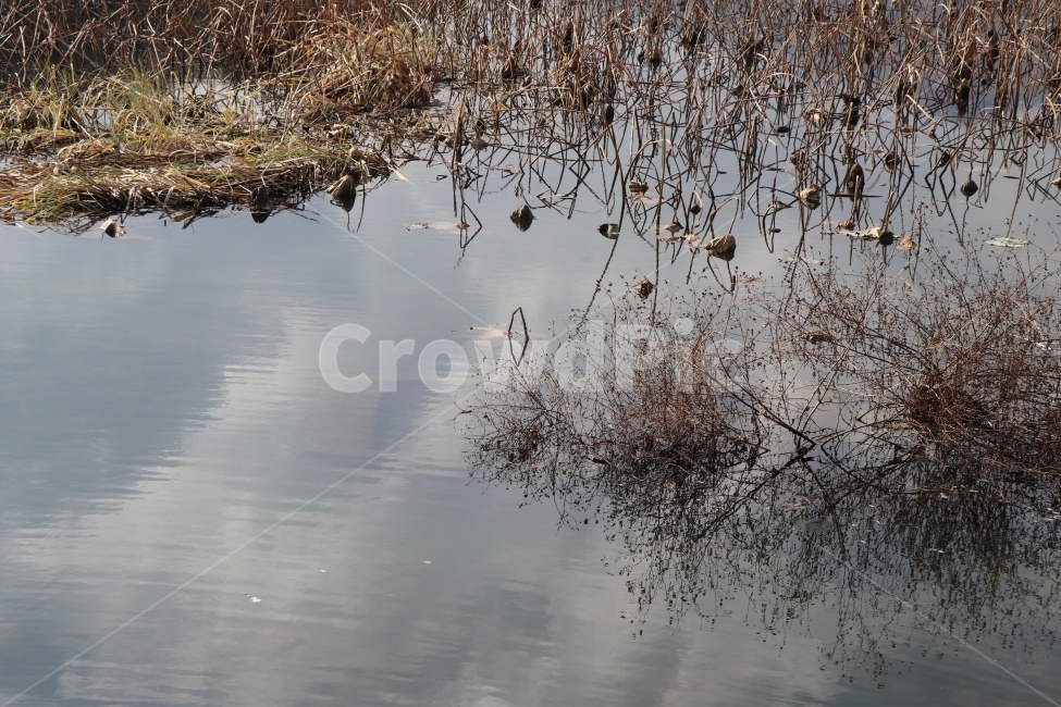 반영,풍경,겨울,강가,연,식물,구름,겨울,계절,winter,season,자연,풍경,nature,landscape,land,땅,outdoors,옥외,water,물