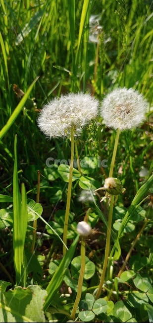 민들레홀씨,민들레,초록색,홀씨,민들레씨앗
