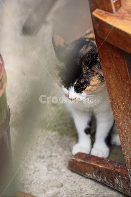 고양이,캣,냥냥이,길고양이,삼색이,치즈냥,냥,cat,동물,동물,animal,포유류,mammal,고양이,cat,kitten,kitty