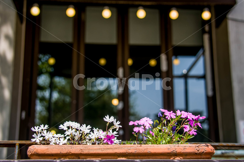 꽃,접사,국화,예쁜꽃,꽃잔디,감성,창문,나무,식물,자연,plants,nature,꽃,flower