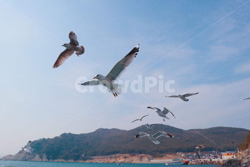 부산,바다,갈매기,여름,새,summer,busan,bird,flying,나는,동물,animal,조류,새,birds