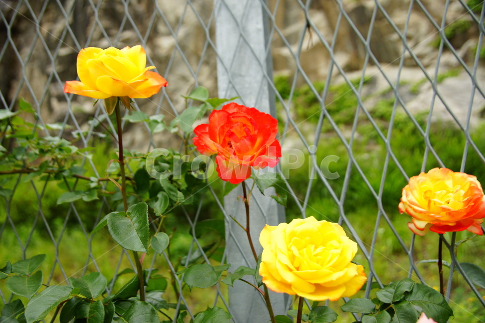 장미,장미꽃,식물,화분,화단