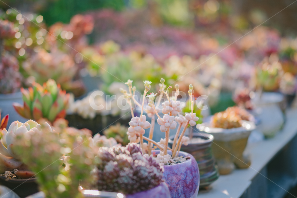 식물,다육이,화분,빛,감성,화사함,식물,자연,plants,nature,꽃,flower,감성,sensible,feeling,휴식,힐링,rest,relaxation,healing,색깔,색상,색채,색감,color sense,color sensitivity,feeling of color