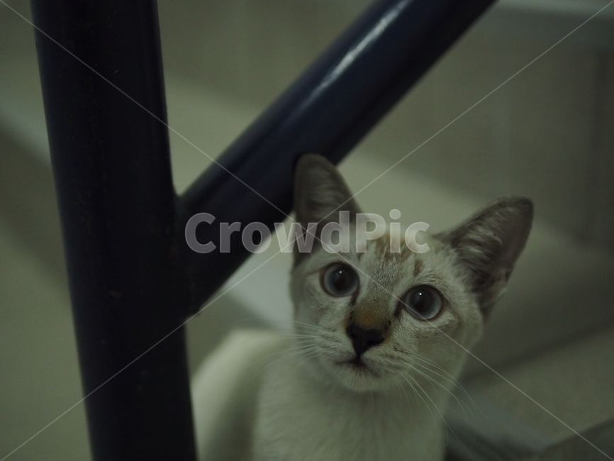 길고양이,동물,귀여움,외로움,고독