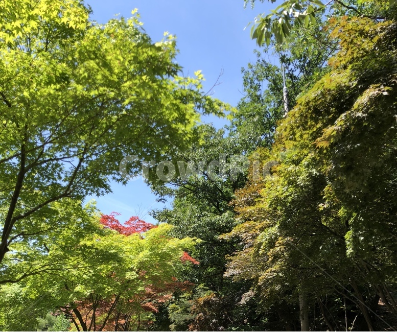 하늘,가을,등산,나무,단풍,자연,풍경