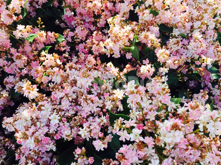 꽃,봄,분홍,꽃밭,핑크,자연,계절,flower,pink,spring,season,식물,자연,plants,nature,꽃,flower