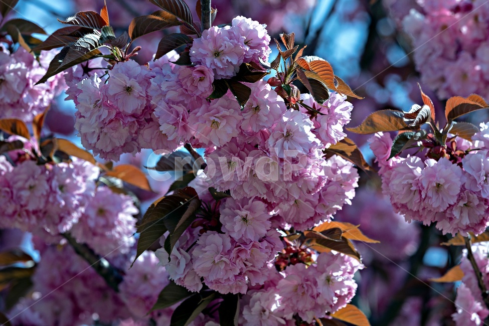 꽃,봄,식물,자연,plants,flower,korea,태안,벚꽃