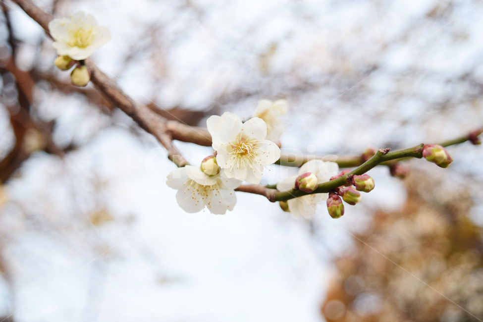 자연,봄,봄꽃,벚꽃,벚꽃나무,꽃,식물,감성,시작,nature,spring,cherryblossom,flower