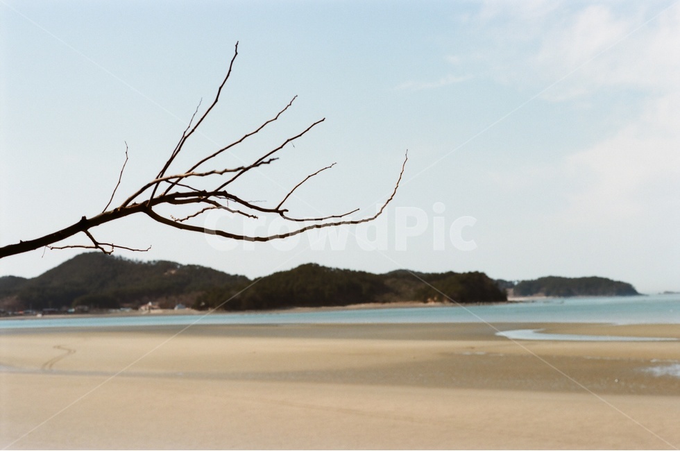 나뭇가지,바다,포커스아웃,필름,산,자연,풍경,nature,landscape,식물,plants,나무,trees,wood,land,땅,outdoors,옥외,shoreline,해안선,water,물,ocean,대양,sea