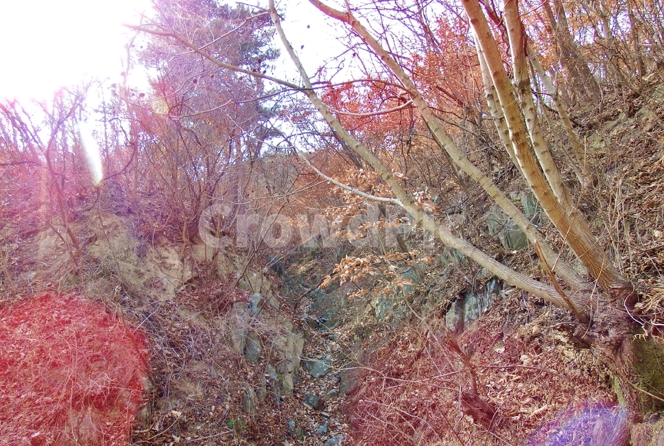 동네뒷산,뒷산,나무,산,산행,자연,풍경,nature,landscape,tree,plant,식물