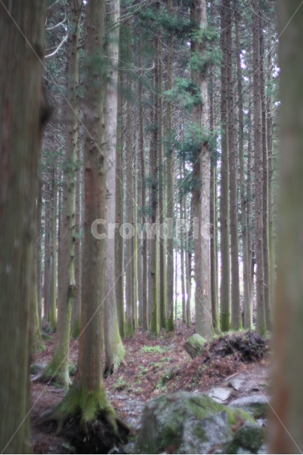 나무,숲,풍경,자연,tree,산,자연,풍경,nature,landscape,식물,plants,나무,trees,wood,vegetation,초목,plant,woodland,삼림지,forest,outdoors,옥외,land,땅,grove,작은 숲