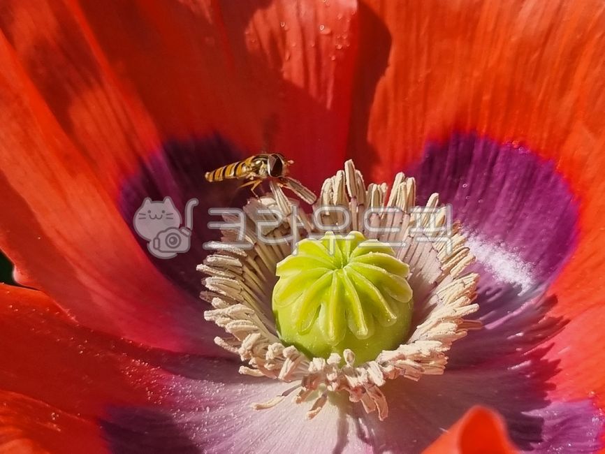 양귀비,양귀비꽃,두해살이풀,앵속,약담배,아편꽃,꽃,poppy,poppyflower,biennialherb,hyacinth,medicinaltobacco,opiumflower,flower