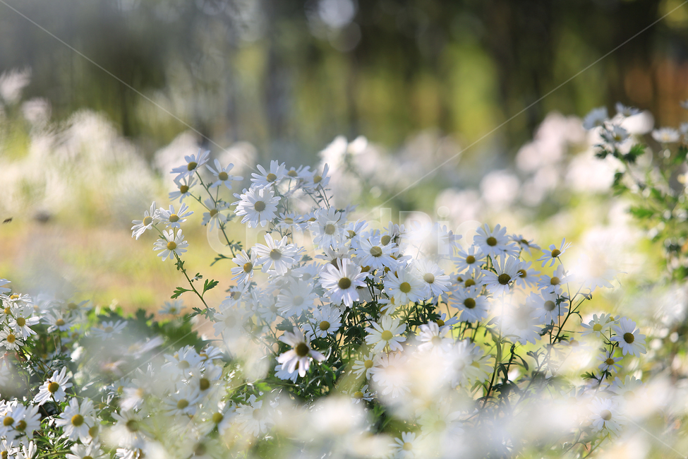 꽃,구절초,하양,flower,white,초록,green,식물,자연,plants,nature,꽃,flower