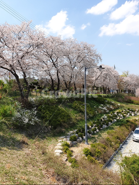 자연,풍경,시골풍경,하늘,벗꽃,봄,계절,spring,season,plant,식물,flower,꽃,blossom