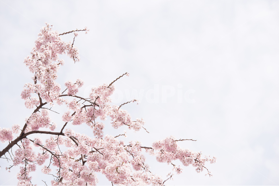 벚꽃,나무,분홍,꽃,봄,봄,계절,spring,season,식물,자연,plants,nature,꽃,flower,감성,sensible,feeling,plant,blossom,cherry blossom