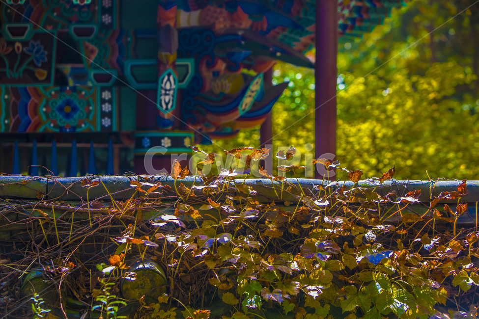 담쟁이,낙엽,가을,단풍,단청,담벼락,한국의미,한국전통,한국문화,korean traditional,korean culture,건축물,건물외관,exterior,building,structure,architecture,construction