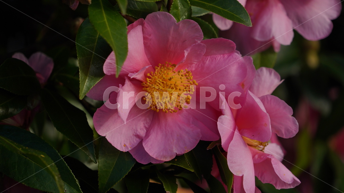 꽃,플라워,꽃봉우리,꽃잎,flower