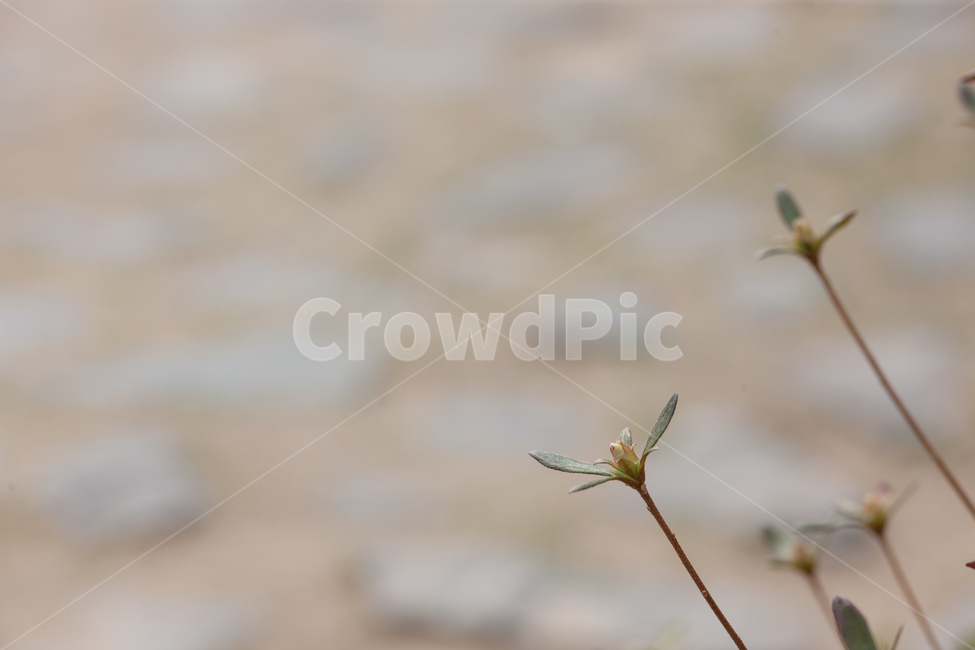 봄,새순,잎,spring,나무,봄,계절,spring,season,식물,자연,plants,nature