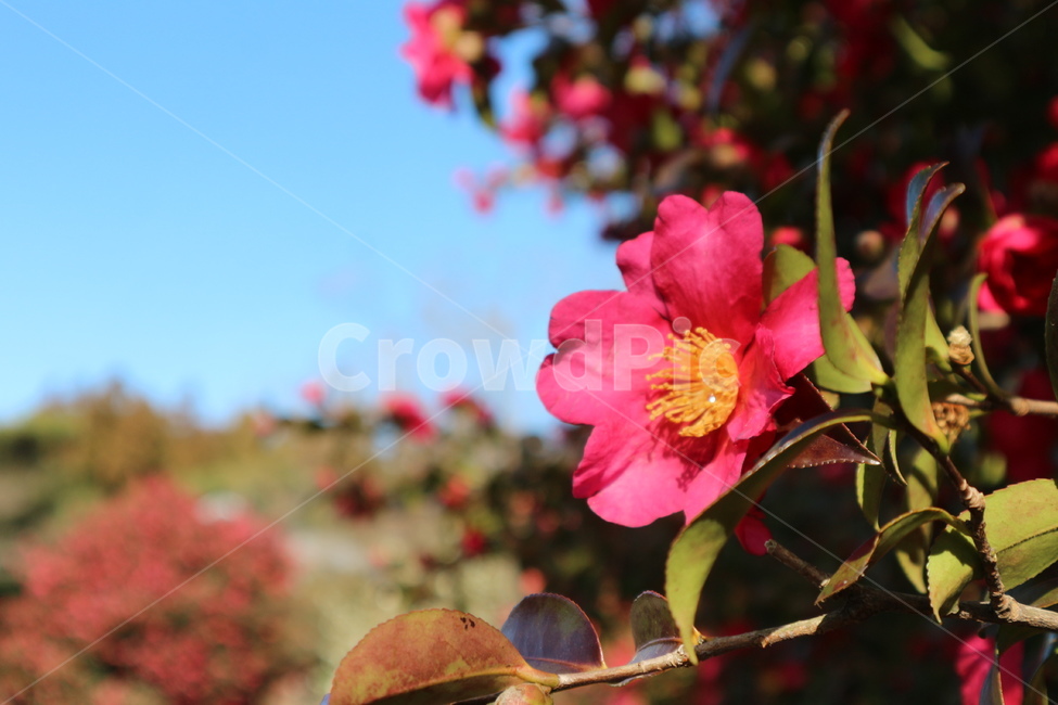 동백,꽃,겨울동백,겨울,동백꽃,jeju,식물,자연,plants,nature,꽃,flower