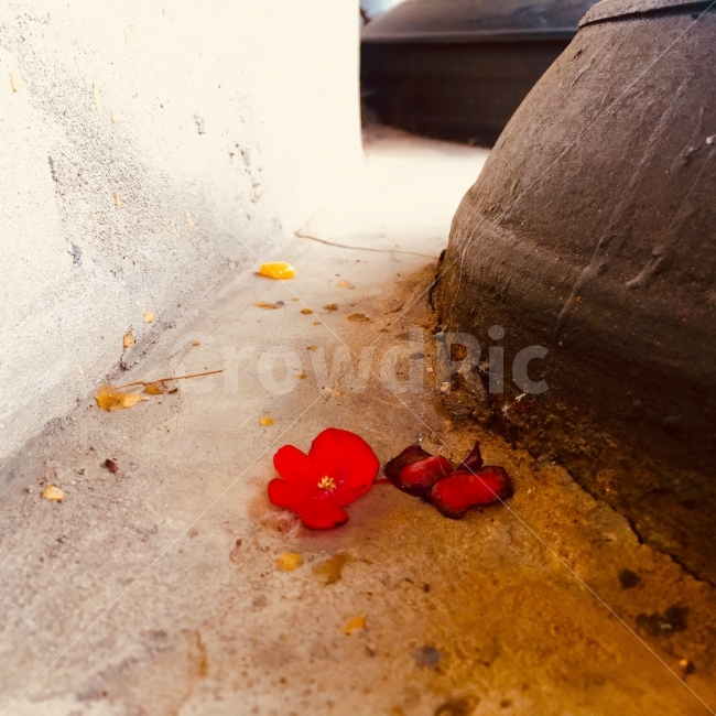 꽃,가마솥,꽃잎,빨강,가을,추석,쇠가마,솥뚜껑,사랑,정,따뜻함,love,Luv,Warm,식물,자연,plants,nature,꽃,flower