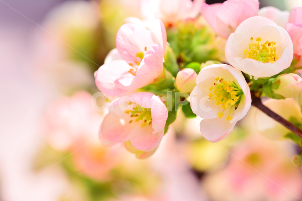 atmosphere,pink,In May,april,shrub,spring flowers,Myeongja Flower,beautiful,affix,light pink,Emotion,bokeh of light,Phil,gay,elegant,Myeongja tree,macro,close up,flowers,pink flower,feeling,flower,elegance,background,bokeh,tree flower