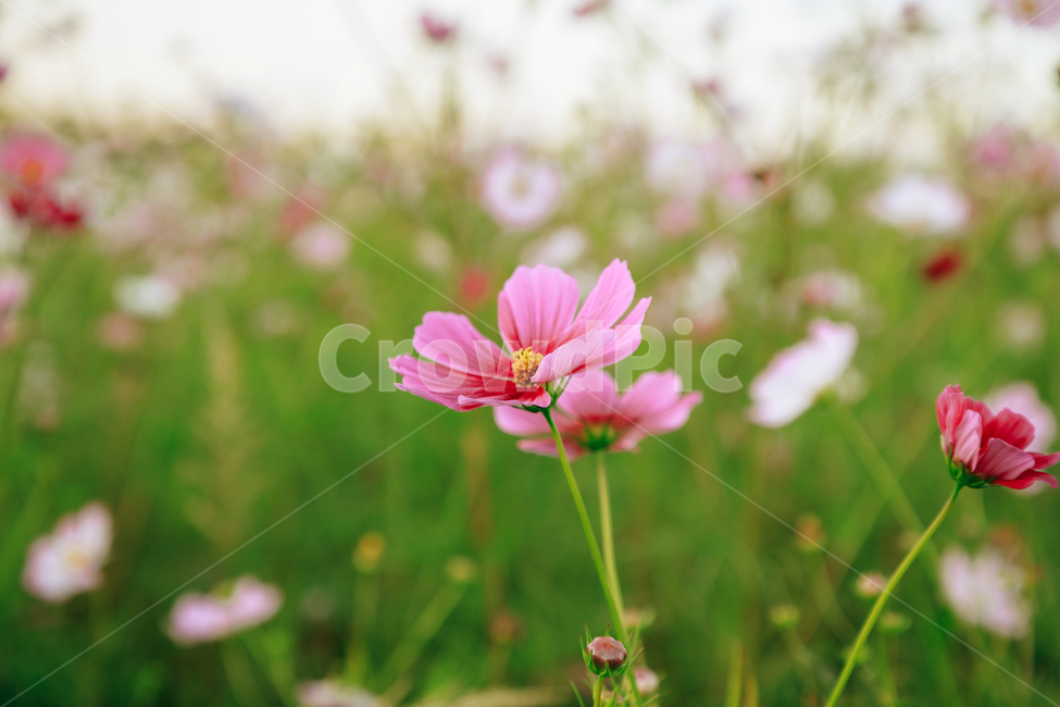 코스모스,꽃,자연,식물,가을,아름다운,commoncosmos,가을,계절,fall,autumn,season,식물,자연,plants,nature,꽃,flower,geranium,제라늄,plant,blossom,petal,꽃잎
