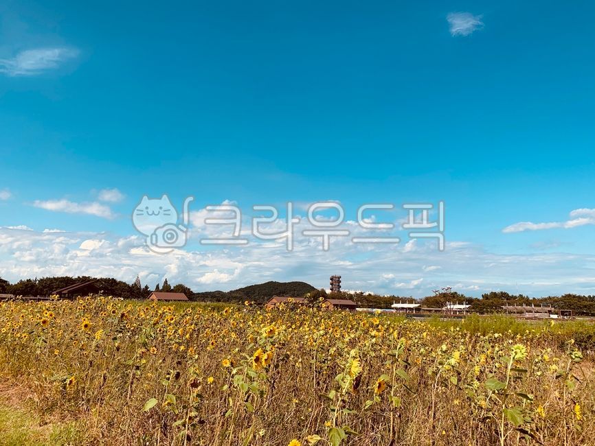 sky,field,nature,Gaetgol Ecological Park