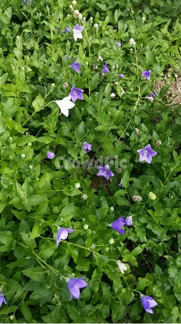 식물,꽃,들꽃,풀꽃,보라색