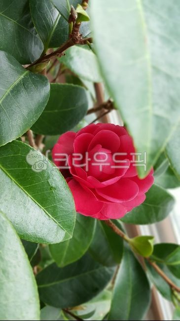 동백꽃,camellia,동백꽃송이,까멜리아,화초키우기,반려식물,겨울꽃,flower,blossom,꽃,한송이꽃,꽃봉오리