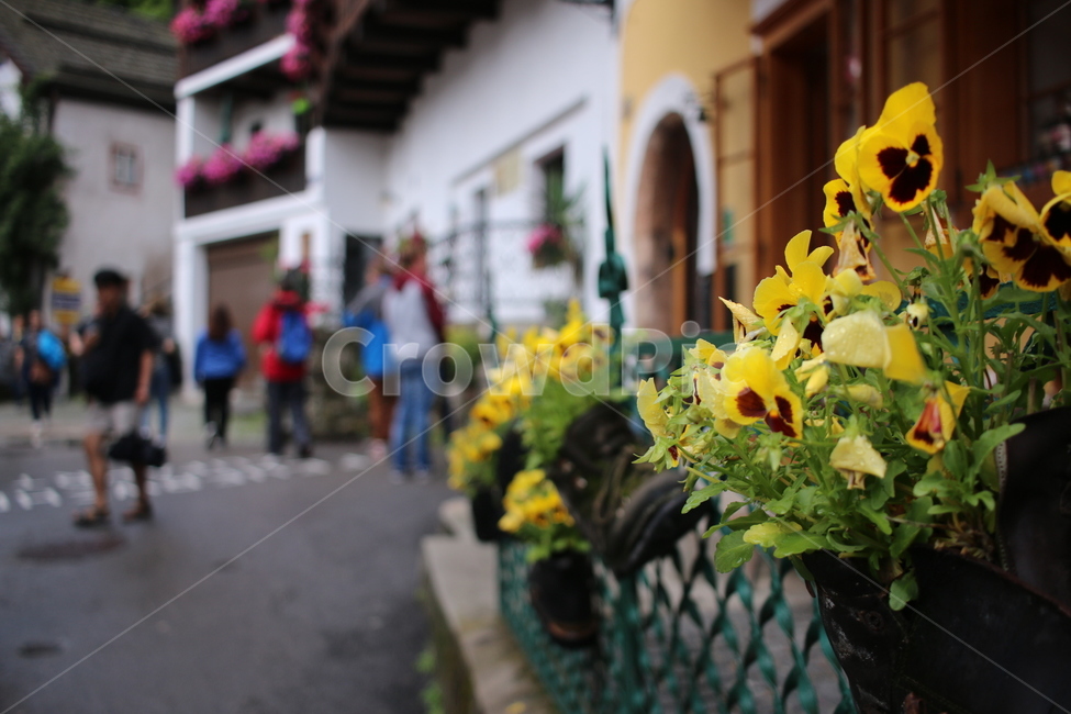 꽃,풍경,유럽,여행,할슈타트,식물,자연,plants,nature,꽃,flower