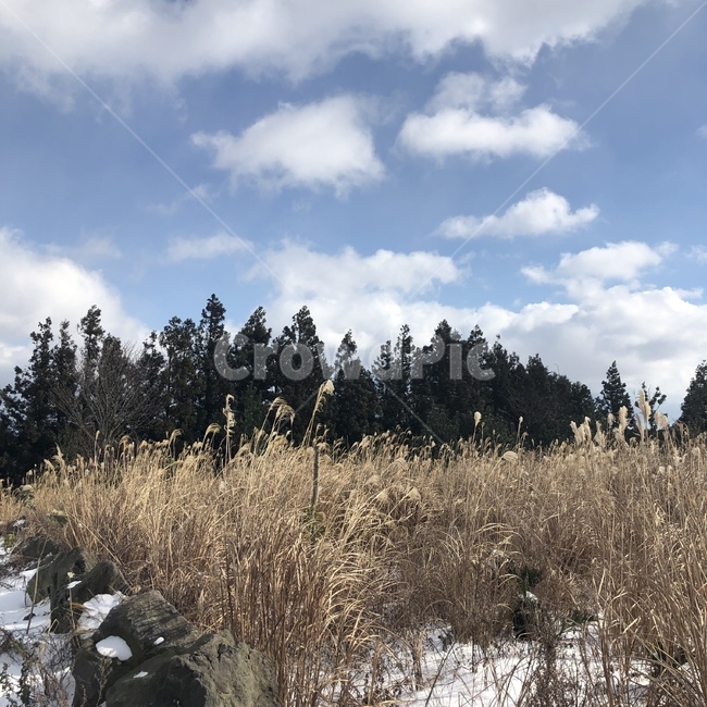 갈대밭,갈대,제주도,하늘,풍경,자연,풍경,nature,landscape,tree,나무,plant,식물,fir,전나무,outdoors,옥외